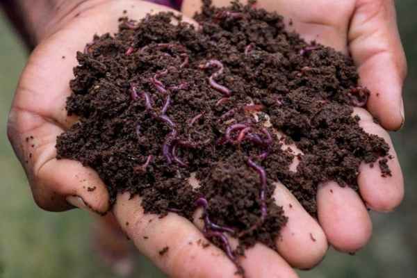Vermicompost